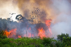 Cómo el incendio de la selva amazónica está afectando la cadena de suministro global