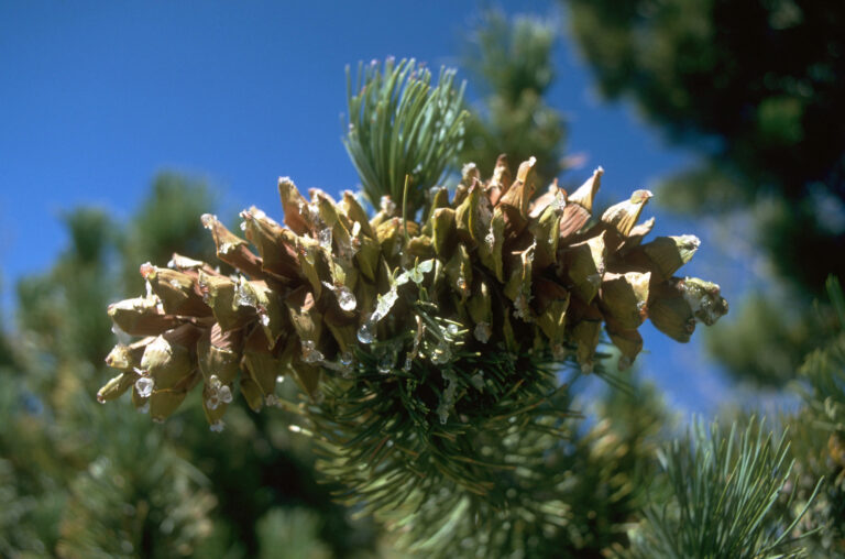 Madera Limber Pine