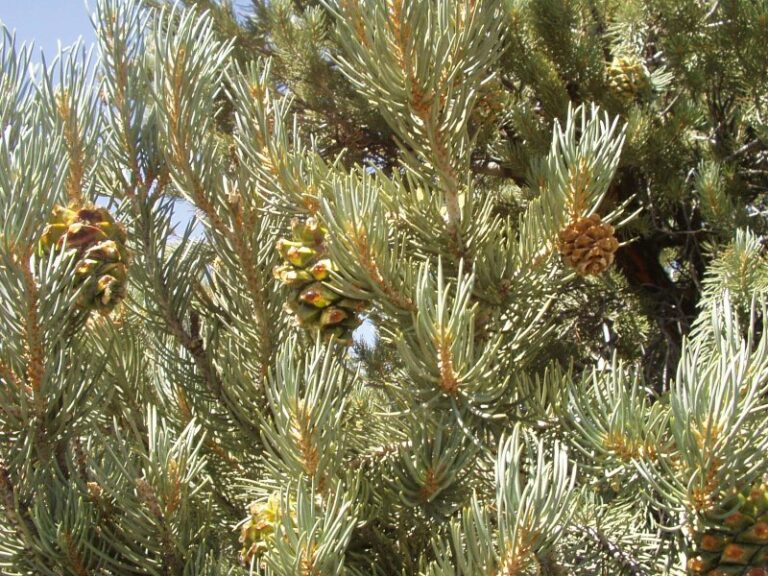 Madera Pinyon Pine